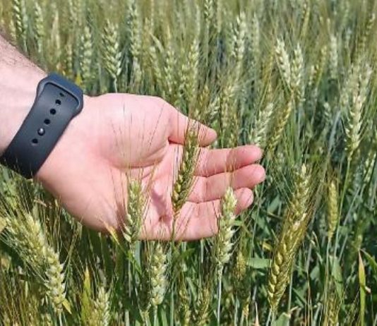 Cerealicoltura: a Mantova ottimi raccolti ma i prezzi bassi azzerano i redditi