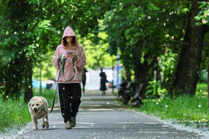 cane_passeggiata_fg_ipa