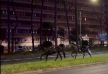 Cavalli in fuga a Roma, 4 vigili urbani fuori dalla parate del 2 giugno