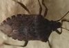 Malattia di Chagas spaventa l’America Latina, circa 6 mln convivono con l’infezione parassitaria