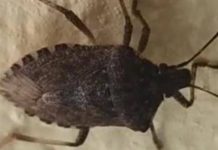 Malattia di Chagas spaventa l’America Latina, circa 6 mln convivono con l’infezione parassitaria