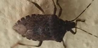 Malattia di Chagas spaventa l’America Latina, circa 6 mln convivono con l’infezione parassitaria