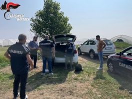 Controlli in agricoltura, scoperti 12 lavoratori in nero: 46mila euro di multa, chiuse due aziende