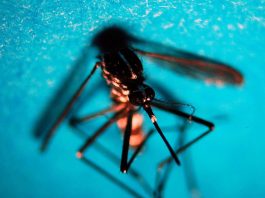 Estate, allarme zanzare: “Con caldo ciclo più rapido e rischio Dengue-West Nile”