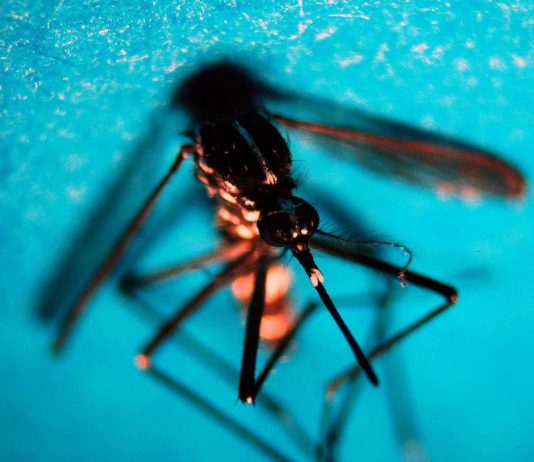 Estate, allarme zanzare: “Con caldo ciclo più rapido e rischio Dengue-West Nile”