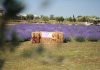 A giugno Roma si tinge di viola: torna la festa della lavanda al Lavandeto di Roma