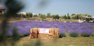 A giugno Roma si tinge di viola: torna la festa della lavanda al Lavandeto di Roma