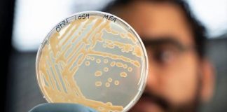 Mappato il microbioma di Ötzi l’uomo dei ghiacci. La scoperta: super lieviti resistenti al freddo, primo test il pane