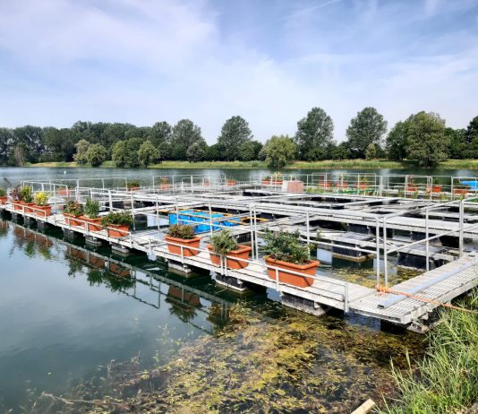 Gonzaga, un giardino sull’acqua pronto a rinascere ai Laghi Margonara