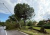 L’Alto Mantovano conta i danni del vento: centinaia di alberi caduti