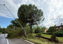 L’Alto Mantovano conta i danni del vento: centinaia di alberi caduti