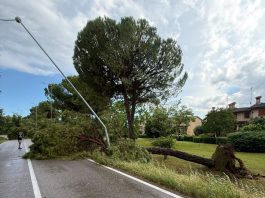 L’Alto Mantovano conta i danni del vento: centinaia di alberi caduti