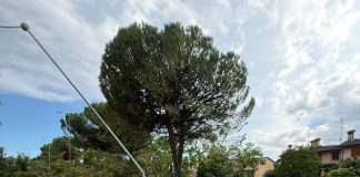 L’Alto Mantovano conta i danni del vento: centinaia di alberi caduti