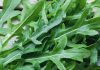 Dalla rucola un aiuto contro obesità e glicemia alta, lo studio
