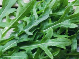 Dalla rucola un aiuto contro obesità e glicemia alta, lo studio