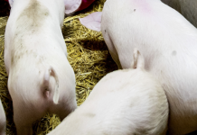 Peste suina africana, il primo caso in Toscana su animale domestico