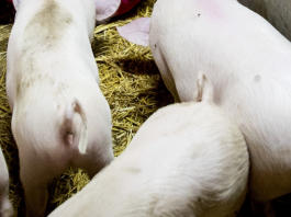 Peste suina africana, il primo caso in Toscana su animale domestico