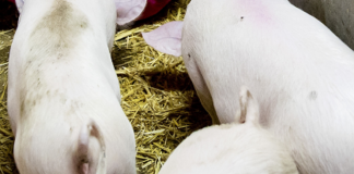 Peste suina africana, il primo caso in Toscana su animale domestico