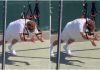Sinner si allena, ‘strano’ esercizio a Wimbledon