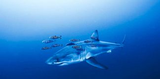 Grande squalo bianco a pochi metri dai sub: il rarissimo incontro nel Mediterraneo