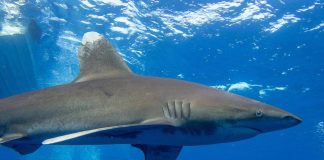 Australia, squalo di 4,5 metri attacca un sub: tragedia al largo di Albany