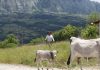 In Basilicata torna ‘Sirino in transumanza’