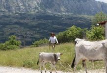 In Basilicata torna ‘Sirino in transumanza’