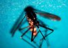 West Nile, primo caso di infezione in Veneto