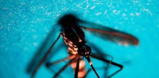 West Nile, primo caso di infezione in Veneto