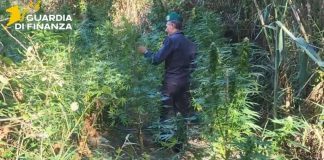 Catanzaro, scoperte due piantagioni di Canapa Indiana lungo il fiume Corace
