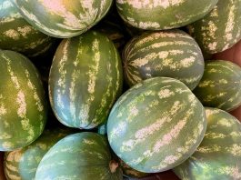 Anguria protagonista al mercato contadino: degustazioni e tradizioni a Borgochiesanuova