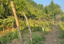 Canneto, il giorno dopo: la tromba d’aria devasta il florovivaismo e lascia un settore senza tutele