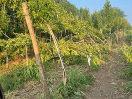 Canneto, il giorno dopo: la tromba d’aria devasta il florovivaismo e lascia un settore senza tutele