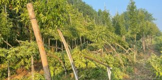 Canneto, il giorno dopo: la tromba d’aria devasta il florovivaismo e lascia un settore senza tutele