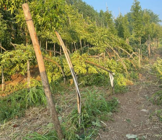 Canneto, il giorno dopo: la tromba d’aria devasta il florovivaismo e lascia un settore senza tutele