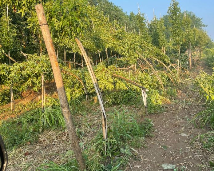 Florovivaistica azienda Giuseppe Goi
