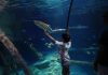 Al Gardaland Sea Life giochi e incontri per salvare gli squali del Mediterraneo