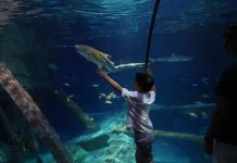 Al Gardaland Sea Life giochi e incontri per salvare gli squali del Mediterraneo