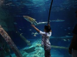 Al Gardaland Sea Life giochi e incontri per salvare gli squali del Mediterraneo