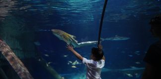 Al Gardaland Sea Life giochi e incontri per salvare gli squali del Mediterraneo
