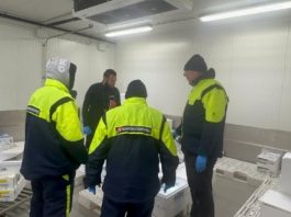 Cento chili di pesce scaduto e lotti irregolari: maxi sequestri a due grossisti mantovani