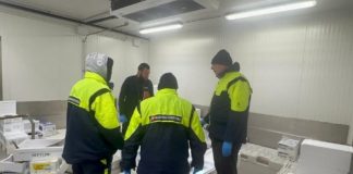 Cento chili di pesce scaduto e lotti irregolari: maxi sequestri a due grossisti mantovani