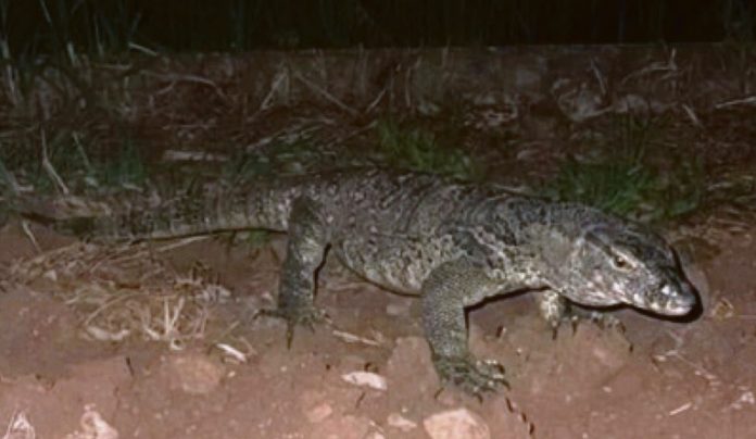 tegu argentino campagne castiglione lonato montichiari