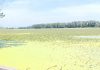 Piante infestanti senza freni: i laghi di Mantova rischiano di soffocare