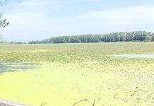 Piante infestanti senza freni: i laghi di Mantova rischiano di soffocare