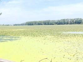 Piante infestanti senza freni: i laghi di Mantova rischiano di soffocare