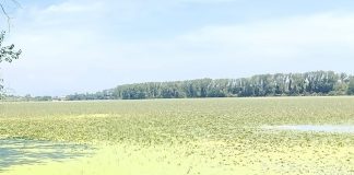 Piante infestanti senza freni: i laghi di Mantova rischiano di soffocare