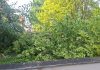 Maltempo ad Asola, Coc attivo e strade liberate dagli alberi caduti