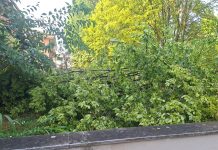 Maltempo ad Asola, Coc attivo e strade liberate dagli alberi caduti