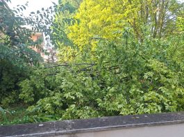 Maltempo ad Asola, Coc attivo e strade liberate dagli alberi caduti